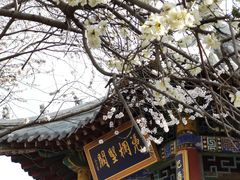 -桃花堤公园
