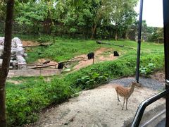 -清迈夜间动物园