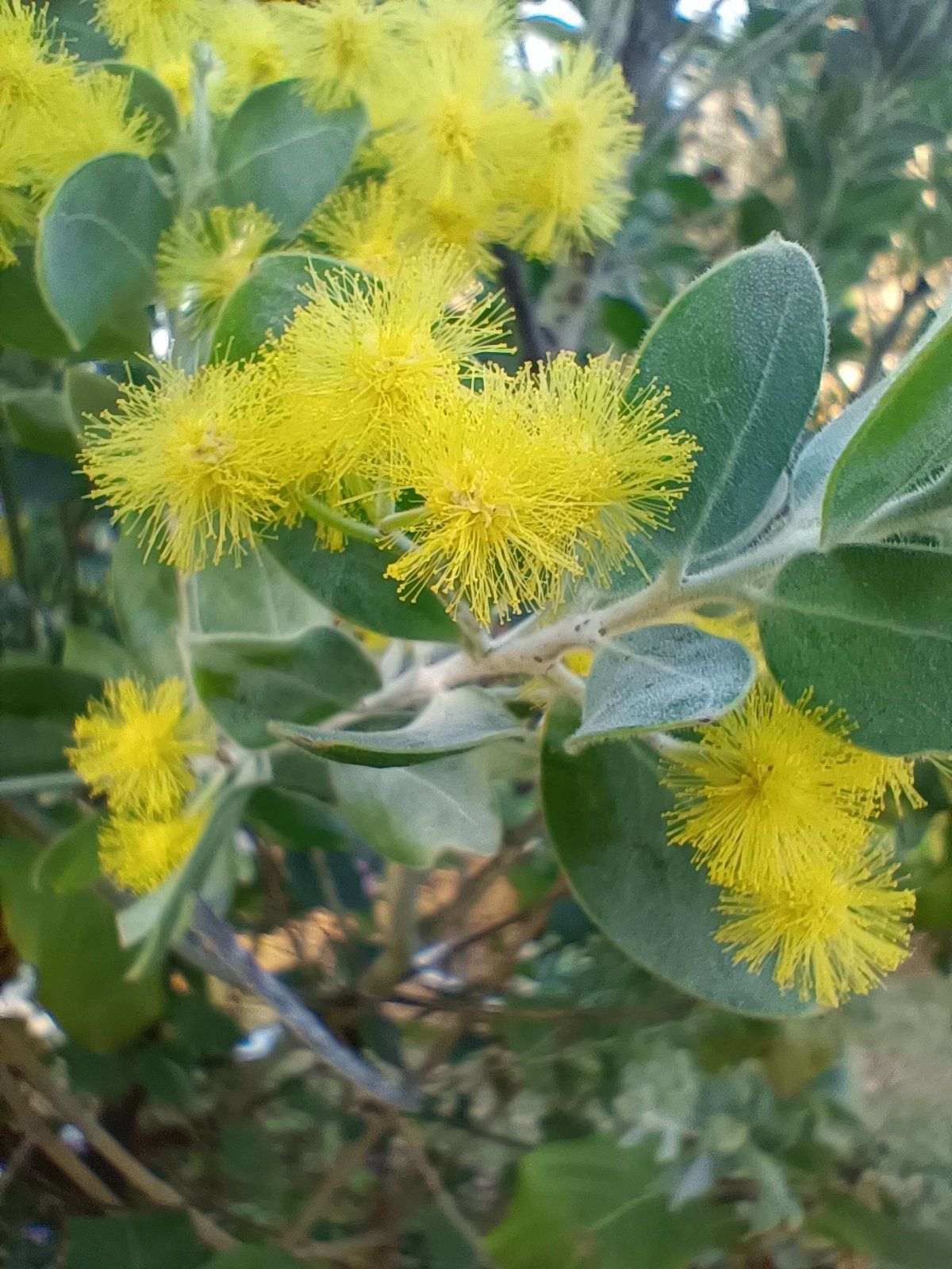 银叶金合欢,金黄细丝绒球花