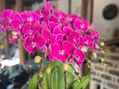 -花迹·金陵南京菜(老门东店)