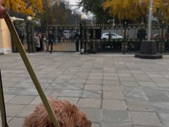 -三里屯东五街银杏大道