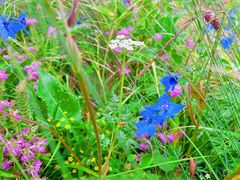 -白草畔自然风景区