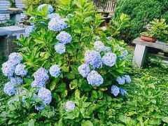-庐山风景区花径公园