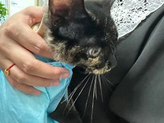 -关爱动物医院·心脏·中兽医·异宠(金牛路分院)