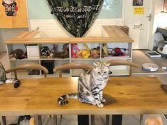 -平行世界·猫咖(首经贸店)