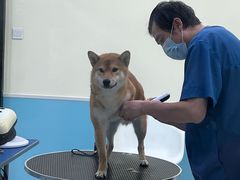 -天宠宠物医院24小时·急重症诊疗中心·全科·腔镜特色(和平分院)