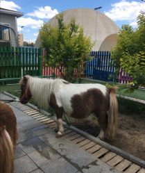 -萌宠亲子动物乐园(槐房万达店)