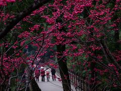 -南山植物园