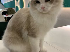 -飞行喵MR PILOT|猫舍·猫咖(静安大融城店)