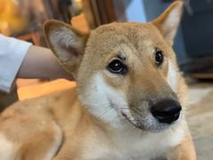 -more than meow吴止猫主题餐厅(承德 中船汇店)