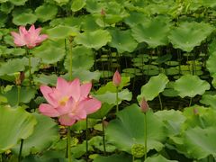 -莲花池公园