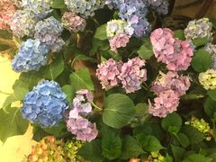 -双季花艺园艺市场(浦东店)