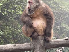 -峨眉山风景名胜区