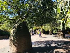 -墨尔本皇家植物园