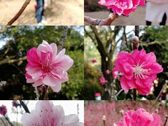 -南国桃园旅游度假区