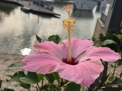 -麦当劳(沙河店)