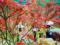 -广州市帽峰山景区