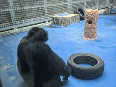 -合肥野生动物园