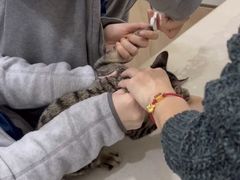 -佩兹宠物医院肿瘤专科·眼科·牙科(黄浦店)
