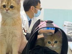 -特一安24小时宠物医院·骨科·中兽医