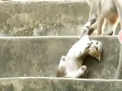 -昆明动物园