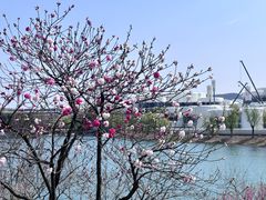 -羊山湖公园