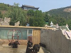 -东方熊牧场