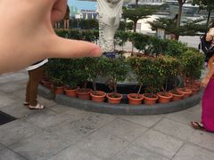 -鱼尾狮公园