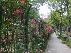 -新江湾城公园
