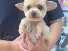 -小叮当动物医院·骨科·眼科