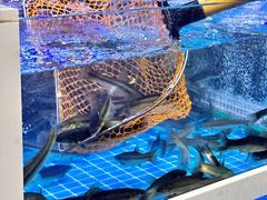 -石锅苗苗鱼(武汉首店)