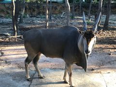 -清迈夜间动物园