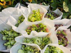 -循礼门鲜花花市(武汉循礼门店)