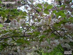 -西安青龙寺遗址景区