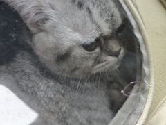 -纳吉亚猫专科动物医院·北北分院