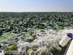 -洪湖湿地生态园