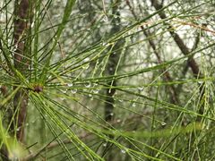 -广东惠东海龟国家级自然保护区