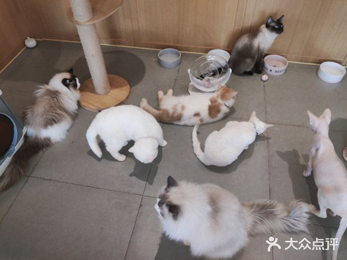 CAT’S MEWSTAR CAFE·喵星球猫屋(晴湾咖啡店)图片