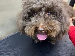 -PETKIT小佩宠物·低压洗护(国顺东路店)