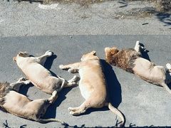 -大连森林动物园