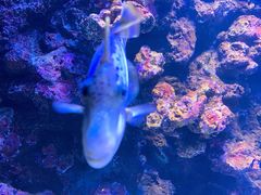 -暹罗海洋世界