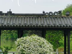 -八大山人梅湖景区