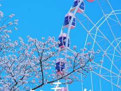 -顾村公园