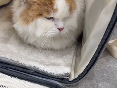 -艾贝尔宠物医院·宠保定点·超声绝育·免疫点(樱花路店)