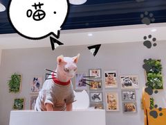 -藏猫猫咖啡主题馆(中央大道店)