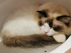 -李小姐の猫咖啡馆(五角场店)