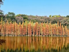 -三水森林公园