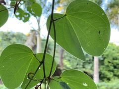 -中国科学院西双版纳热带植物园