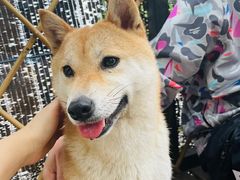 -柴犬高等学院·狗咖·柴犬售卖·宠物训练