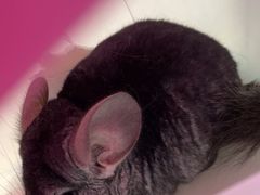 -瑞派·关忠动物医院·异宠专科·犬猫肿瘤·皮肤专科(望京店)